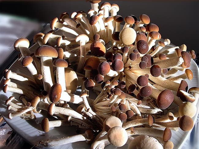 Jaapani kännuseen Pholiota nameko